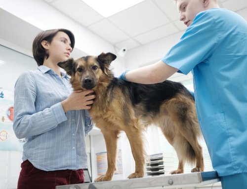Is My Dog a Candidate for Laparoscopic Surgery at Summit Veterinary Care?