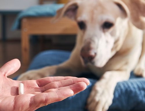 Why We’re Making a Change to How We Provide Your Pet’s Medications