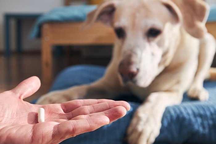 Pet owner offering a pill to a dog resting on its bed at home.