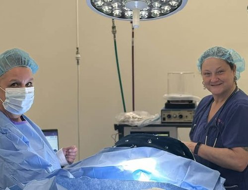 Introducing Laparoscopic Surgery at Summit Veterinary Care!