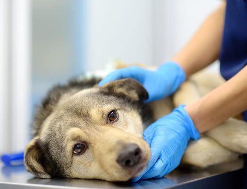 Recovery After a Laparoscopic Spay: What to Expect